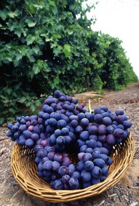 Grapes in the Vineyard